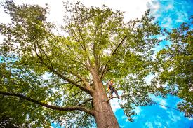 Professional Tree Care in Sumrall, MS