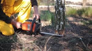 Best Tree Mulching  in Sumrall, MS