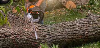 How Our Tree Care Process Works  in  Sumrall, MS