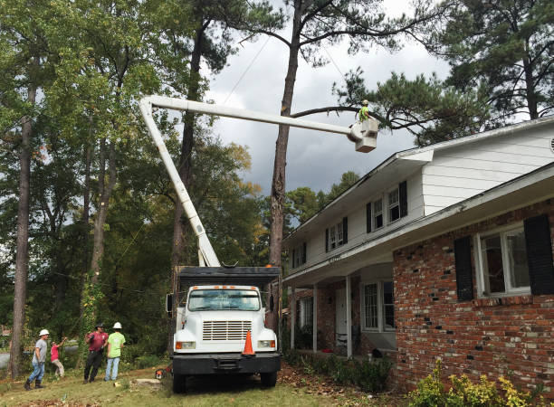 Best Tree Trimming and Pruning  in Sumrall, MS