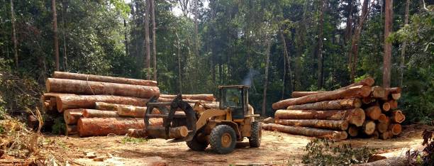 Best Firewood Processing and Delivery  in Sumrall, MS