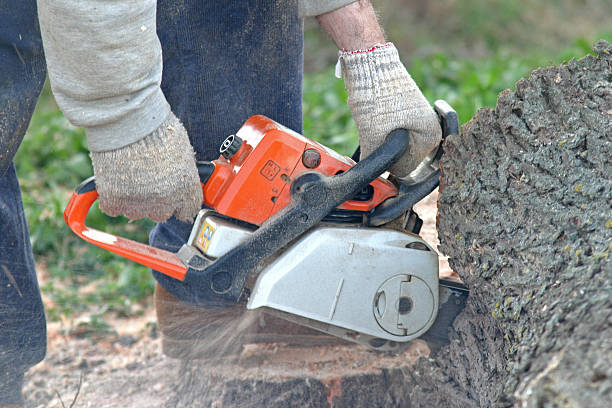 Best Tree and Shrub Care  in Sumrall, MS