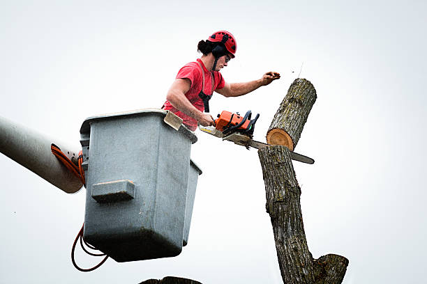 Best Arborist Consultation Services  in Sumrall, MS