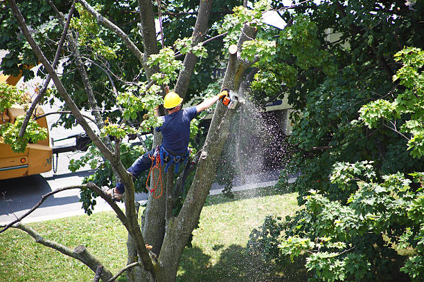 Best Hazardous Tree Removal  in Sumrall, MS